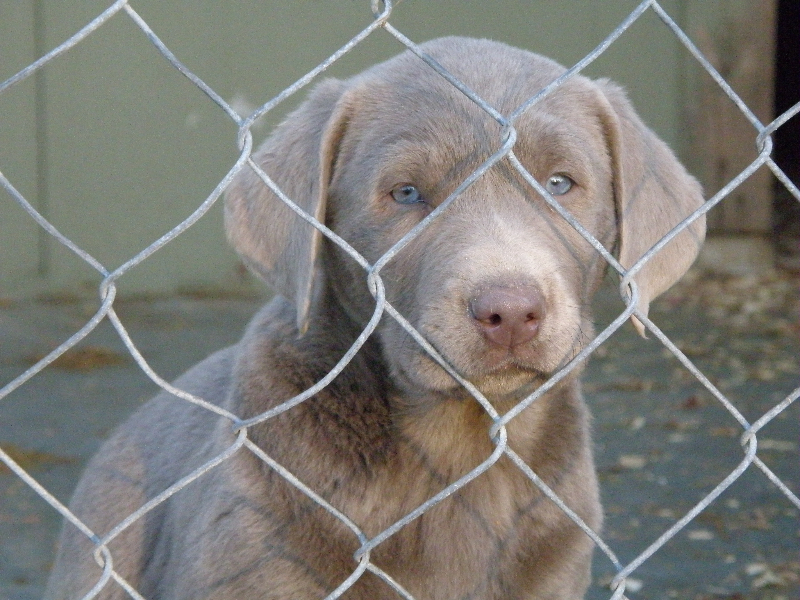 Silver Lab Puppy