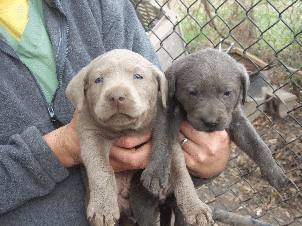 Silver Lab Puppies
