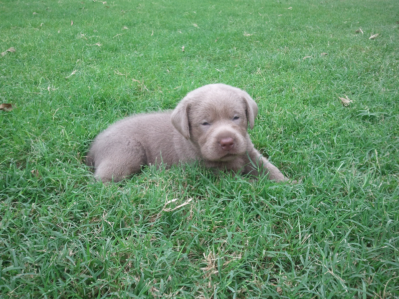 Silver Lab Puppy