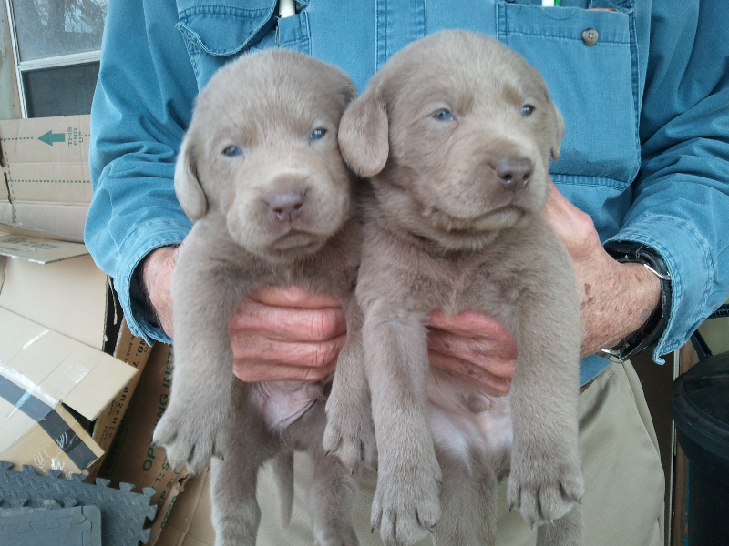 Silver Lab Puppies
