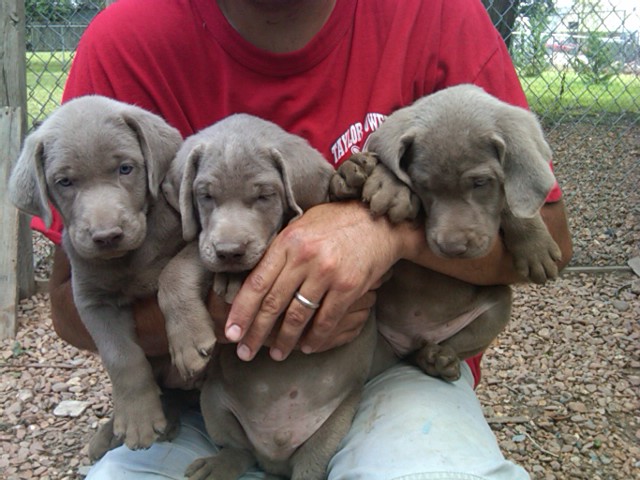 Silver Lab Puppies