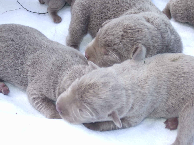 Silver Lab Puppies