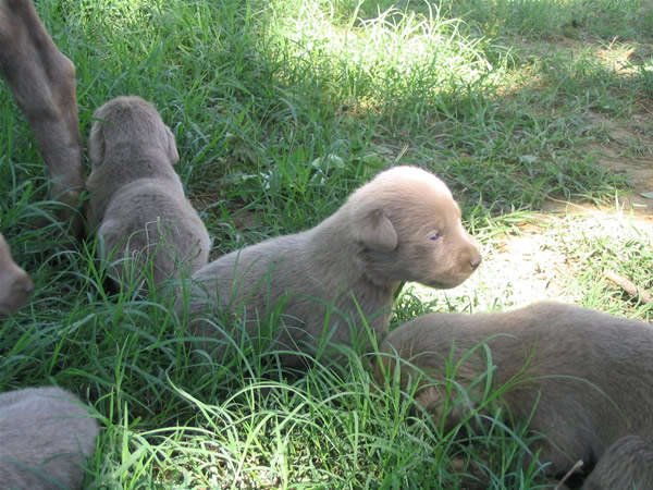 Silver Lab Puppies
