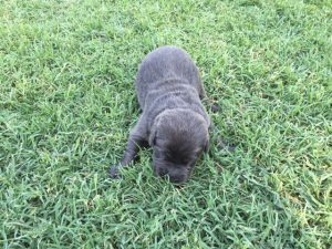Charcoal Male named Cole
