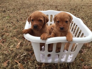 Fox Red Labrador