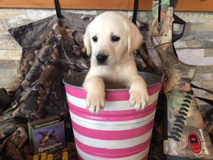 White Lab Puppies