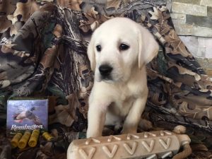 white lab puppy