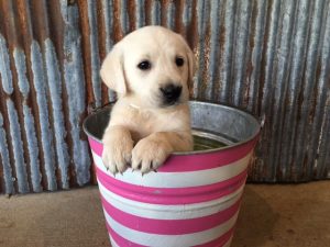White Lab Puppies
