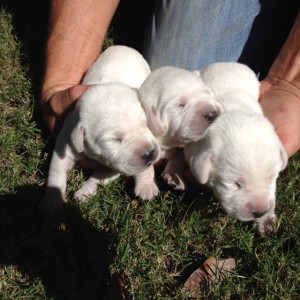 Cute White Lab Pups White Lab Puppies for Sale