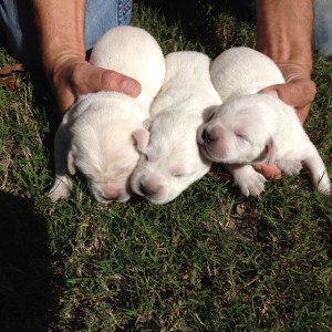 White Lab Puppies White Labrador Retriever Puppies