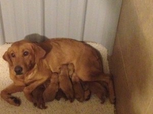 Fox Red Labrador Retriever Puppies Fox Red Labs