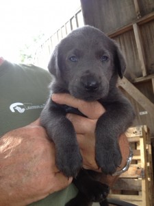 charcoal male Coal