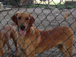 dance-camp-and-dogs-1361-300x225