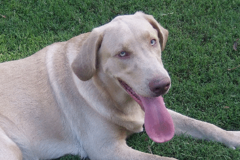 White Labrador