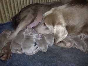 tess opi litter