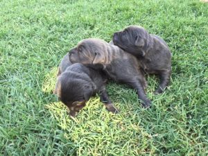 Female Charcoal Lab Puppies for Sale