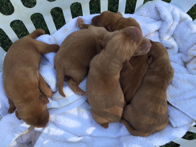 Available Fox Red Labrador Retriever Puppies For Sale Silver And Charcoal Kennels