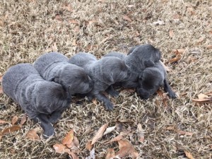 Charcoal Labrador Puppies