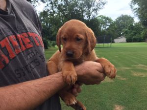 Fox Red Labrador Pup