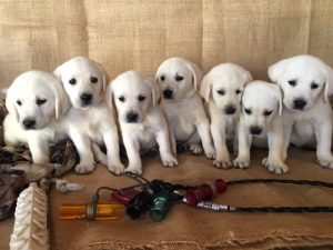 White Lab Puppies on the Couch