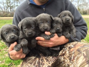 A man holding five charcoal Labrador puppies.