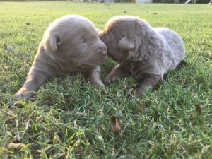 Cute Silver Lab Puppy Silver lab retriever pups