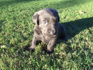 A charcoal Labrador puppy in the grass.
