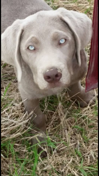 36 Top Images Silver Lab Puppies For Sale / Chief | Labrador Retriever - Silver Puppy For Sale ...