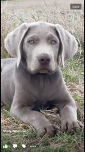 Male Silver Labrador