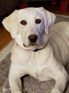 White Labrador Retriever Dog