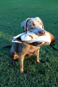 Silver Female Labrador Retriever