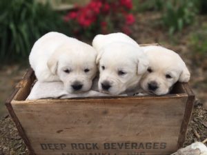3 White Lab Puppies White Labrador Retriever Puppies