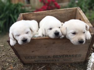 Sleepy White Lab Puppies White Lab Puppies in Basket