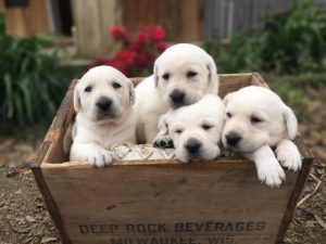 4 White Lab Pups Adorable White Lab Puppies