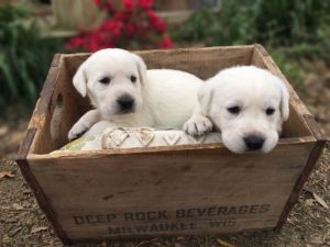 White Labrador Puppies