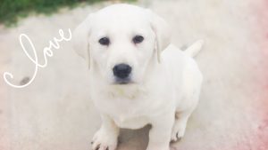 Cute White Labrador Puppy Available White Lab Puppies