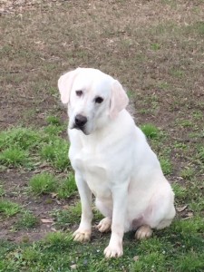 Polar White Labrador Retriever