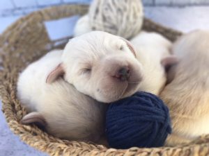 white lab puppies