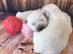 White lab pups