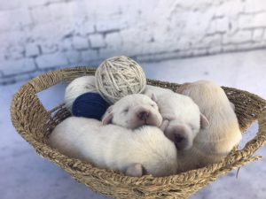 White lab puppies