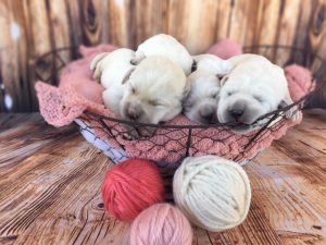 3 White Lab Puppies