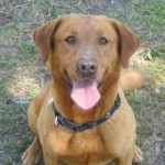 Red Labrador Retrievers for Sale