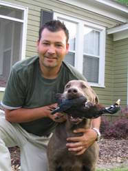 Silver Labrador Retriever