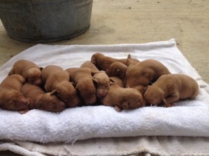 Red Labrador Puppies