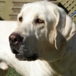 White Lab Retrievers for Sale