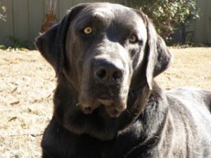 Charcoal Labrador Retriever