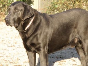 Charcoal Lab Smoke