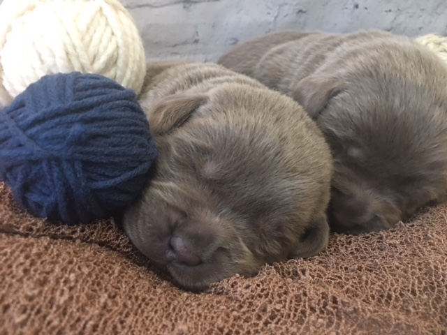 Sweet Labs Sleeping