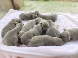 sweet silver puppies Silver lab puppies for sale