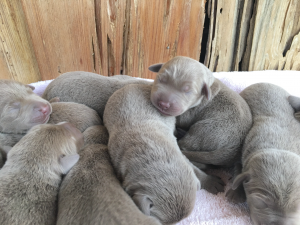 Silver Labrador Puppies